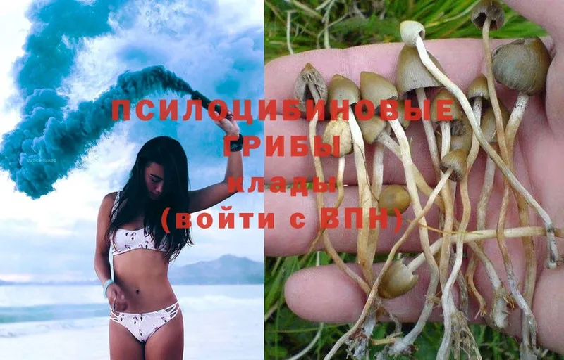 Псилоцибиновые грибы Psilocybe  Елец 